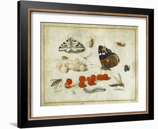 Butterfly, Caterpillar, Moth, Insects and Currants, c.1650-65-Jan Van, The Elder Kessel-Framed Giclee Print