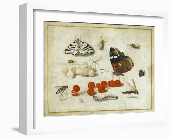 Butterfly, Caterpillar, Moth, Insects and Currants, c.1650-65-Jan Van, The Elder Kessel-Framed Giclee Print