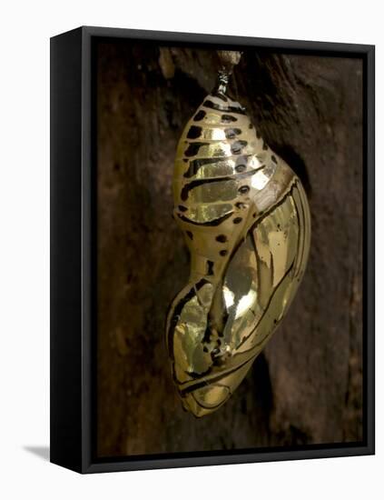 Butterfly Chrysalis, Costa Rica-Rob Sheppard-Framed Premier Image Canvas
