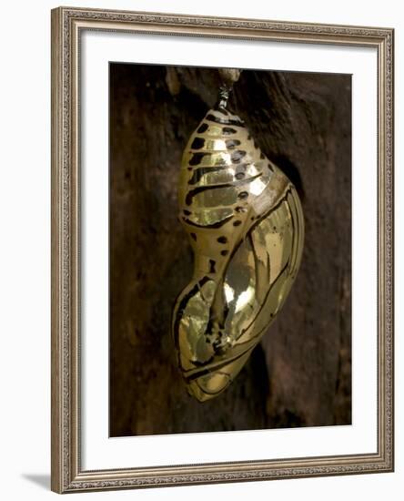 Butterfly Chrysalis, Costa Rica-Rob Sheppard-Framed Photographic Print