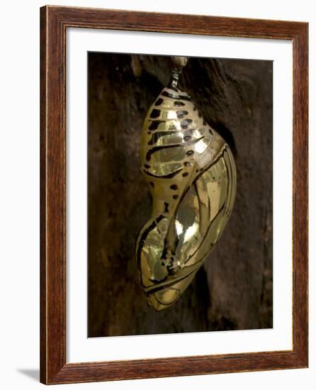 Butterfly Chrysalis, Costa Rica-Rob Sheppard-Framed Photographic Print