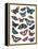 Butterfly Cloud-Clara Wells-Framed Stretched Canvas