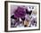 Butterfly Collage Magenta-Evangeline Taylor-Framed Art Print