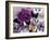 Butterfly Collage Magenta-Evangeline Taylor-Framed Art Print