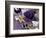 Butterfly Collage Purple-Evangeline Taylor-Framed Art Print