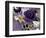 Butterfly Collage Purple-Evangeline Taylor-Framed Art Print