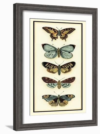 Butterfly Collector VI-Chariklia Zarris-Framed Art Print