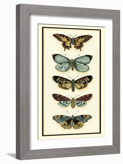 Butterfly Collector VI-Chariklia Zarris-Framed Art Print