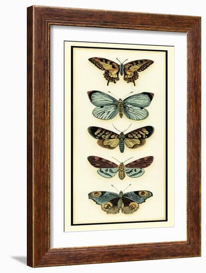 Butterfly Collector VI-Chariklia Zarris-Framed Art Print