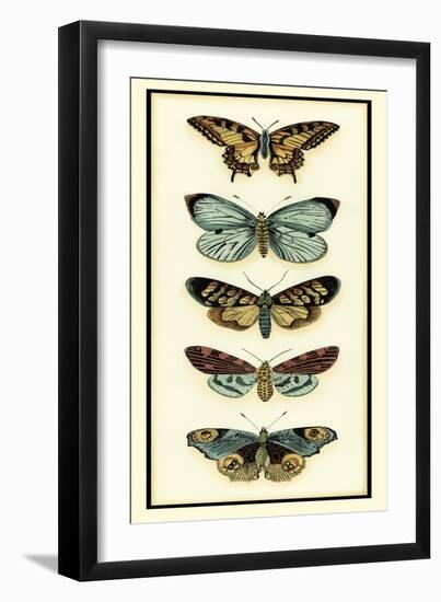 Butterfly Collector VI-Chariklia Zarris-Framed Art Print