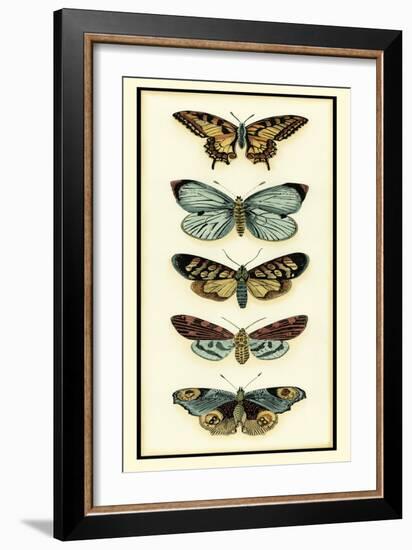 Butterfly Collector VI-Chariklia Zarris-Framed Art Print