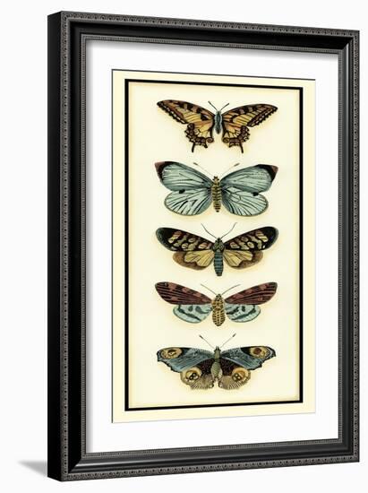Butterfly Collector VI-Chariklia Zarris-Framed Art Print