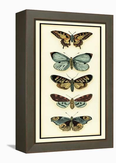 Butterfly Collector VI-Chariklia Zarris-Framed Stretched Canvas