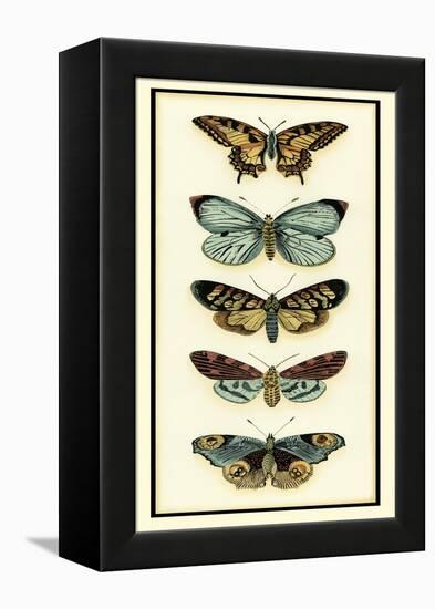 Butterfly Collector VI-Chariklia Zarris-Framed Stretched Canvas
