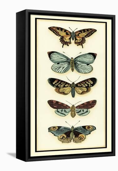 Butterfly Collector VI-Chariklia Zarris-Framed Stretched Canvas