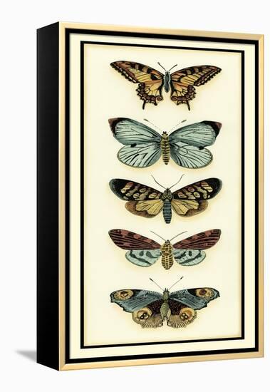 Butterfly Collector VI-Chariklia Zarris-Framed Stretched Canvas