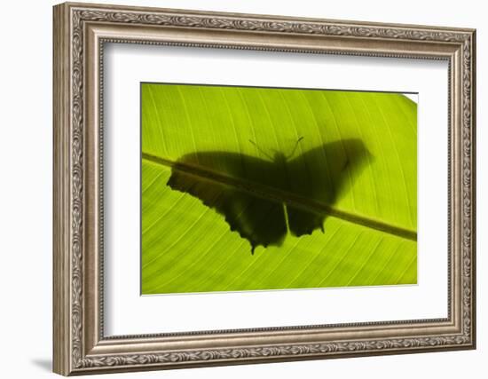Butterfly, Costa Rica-null-Framed Photographic Print