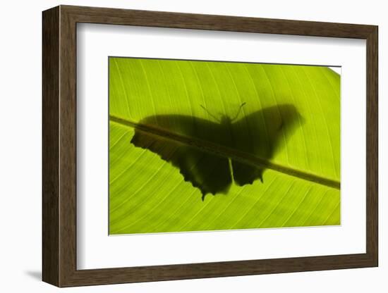 Butterfly, Costa Rica-null-Framed Photographic Print