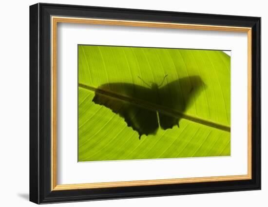 Butterfly, Costa Rica-null-Framed Photographic Print