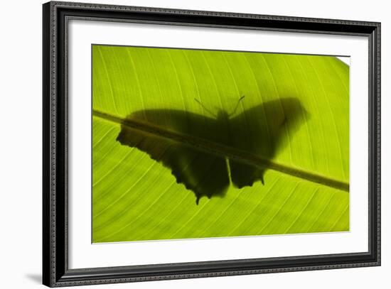 Butterfly, Costa Rica-null-Framed Photographic Print