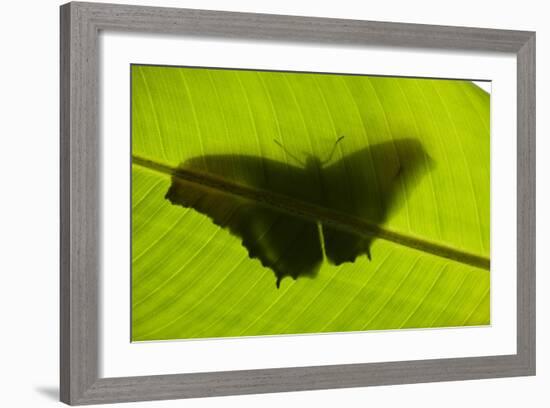 Butterfly, Costa Rica-null-Framed Photographic Print