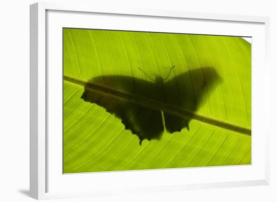 Butterfly, Costa Rica-null-Framed Photographic Print