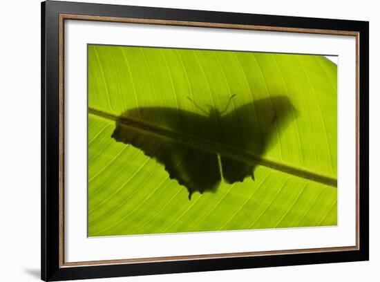 Butterfly, Costa Rica-null-Framed Photographic Print