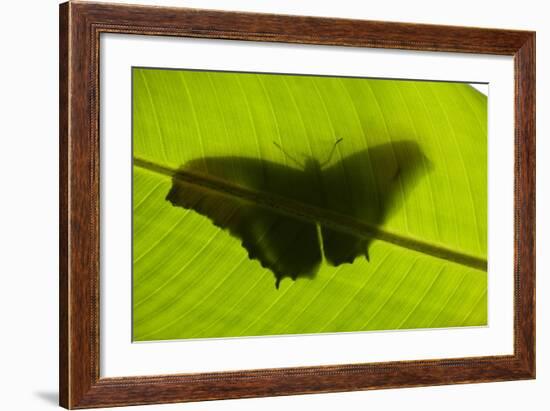 Butterfly, Costa Rica-null-Framed Photographic Print