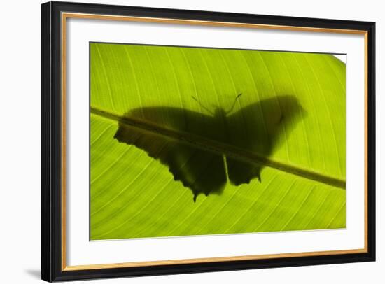 Butterfly, Costa Rica-null-Framed Photographic Print