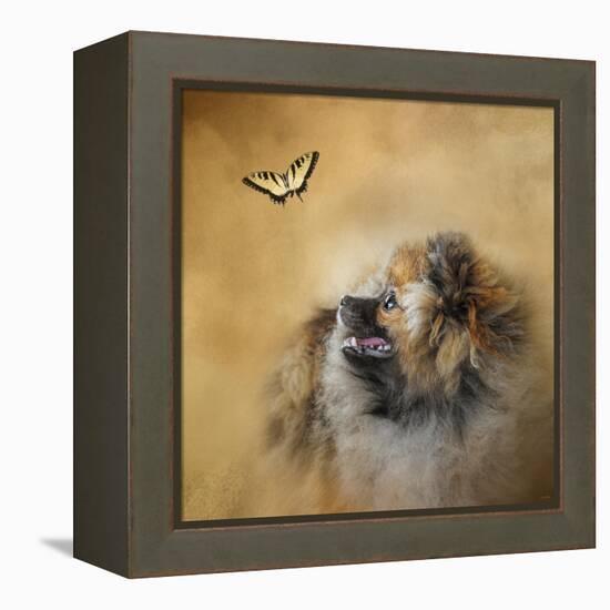 Butterfly Dreams Pomeranian-Jai Johnson-Framed Premier Image Canvas