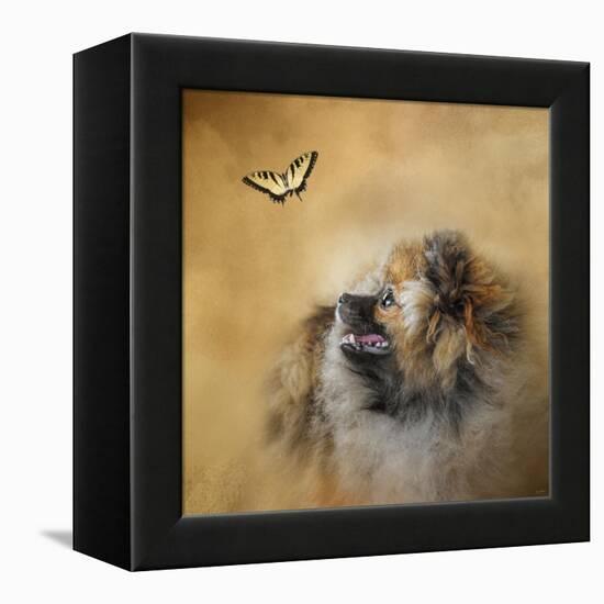 Butterfly Dreams Pomeranian-Jai Johnson-Framed Premier Image Canvas