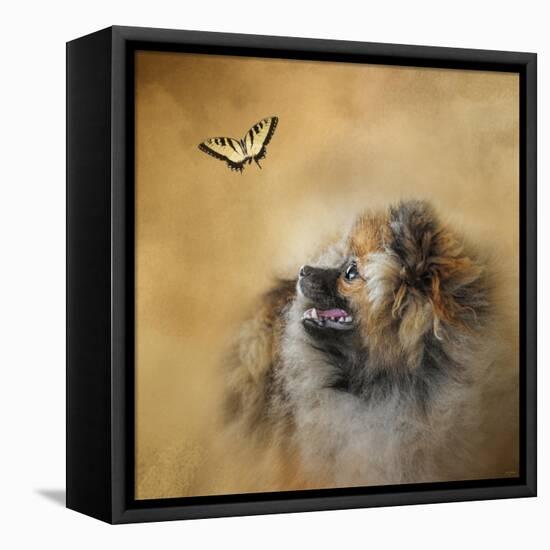 Butterfly Dreams Pomeranian-Jai Johnson-Framed Premier Image Canvas