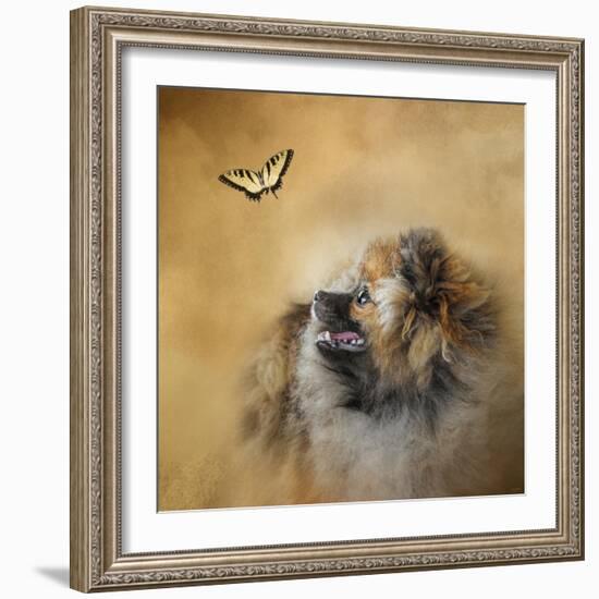 Butterfly Dreams Pomeranian-Jai Johnson-Framed Giclee Print