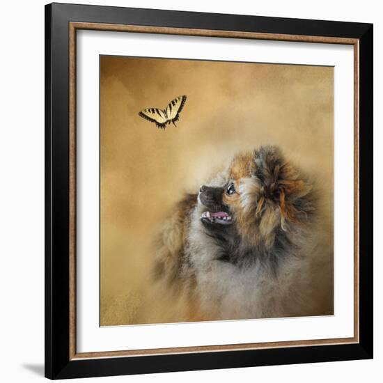 Butterfly Dreams Pomeranian-Jai Johnson-Framed Giclee Print