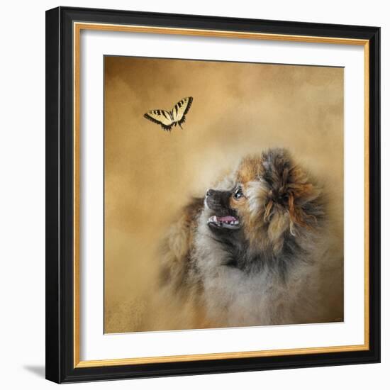 Butterfly Dreams Pomeranian-Jai Johnson-Framed Giclee Print