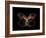 Butterfly Element-agsandrew-Framed Art Print