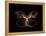 Butterfly Element-agsandrew-Framed Stretched Canvas