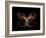 Butterfly Element-agsandrew-Framed Art Print