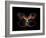 Butterfly Element-agsandrew-Framed Art Print