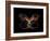 Butterfly Element-agsandrew-Framed Art Print