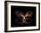 Butterfly Element-agsandrew-Framed Art Print