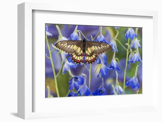 Butterfly Eurytides Corethus in the Papilionidae Family-Darrell Gulin-Framed Photographic Print