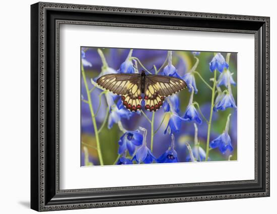 Butterfly Eurytides Corethus in the Papilionidae Family-Darrell Gulin-Framed Photographic Print