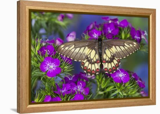 Butterfly Eurytides Corethus in the Papilionidae Family-Darrell Gulin-Framed Premier Image Canvas