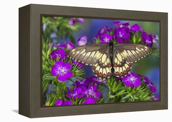 Butterfly Eurytides Corethus in the Papilionidae Family-Darrell Gulin-Framed Premier Image Canvas