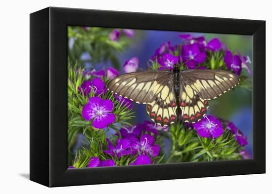 Butterfly Eurytides Corethus in the Papilionidae Family-Darrell Gulin-Framed Premier Image Canvas