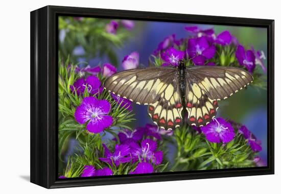 Butterfly Eurytides Corethus in the Papilionidae Family-Darrell Gulin-Framed Premier Image Canvas
