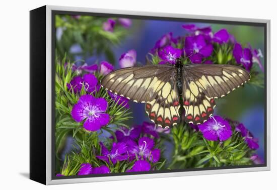 Butterfly Eurytides Corethus in the Papilionidae Family-Darrell Gulin-Framed Premier Image Canvas