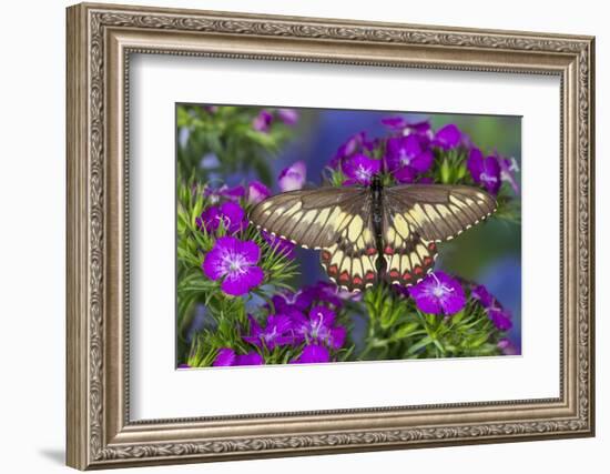 Butterfly Eurytides Corethus in the Papilionidae Family-Darrell Gulin-Framed Photographic Print