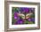 Butterfly Eurytides Corethus in the Papilionidae Family-Darrell Gulin-Framed Photographic Print